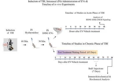 A single intranasal dose of human mesenchymal stem cell-derived extracellular vesicles after traumatic brain injury eases neurogenesis decline, synapse loss, and BDNF-ERK-CREB signaling